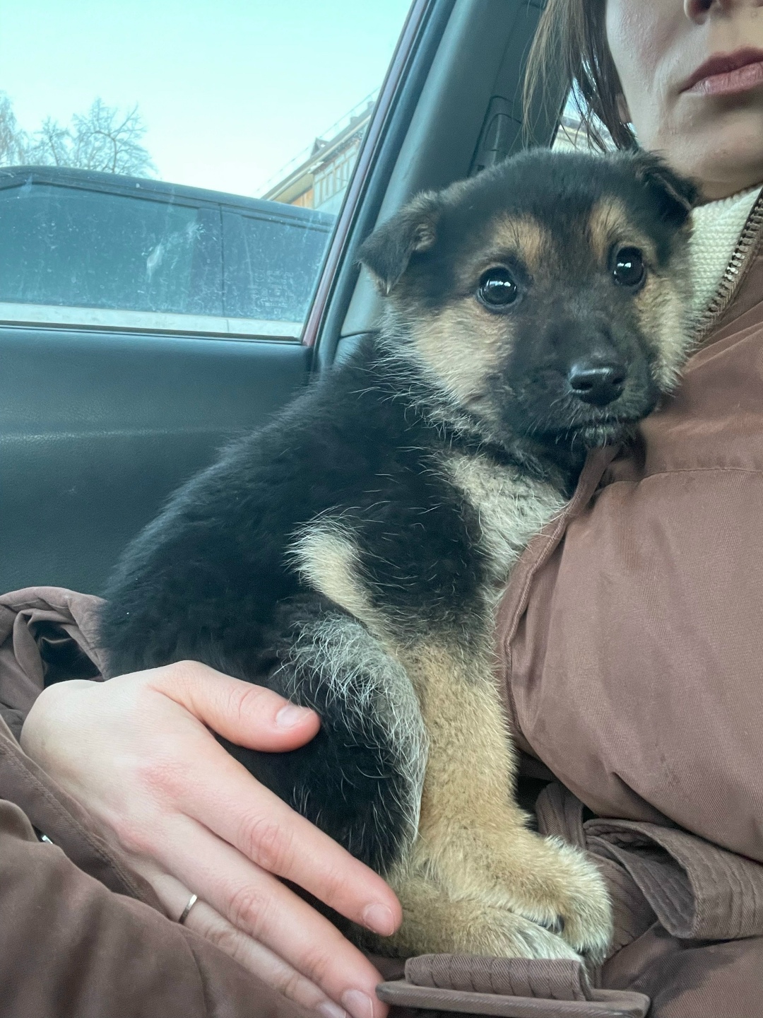 Найдена собака в Тюмени — фото объявления