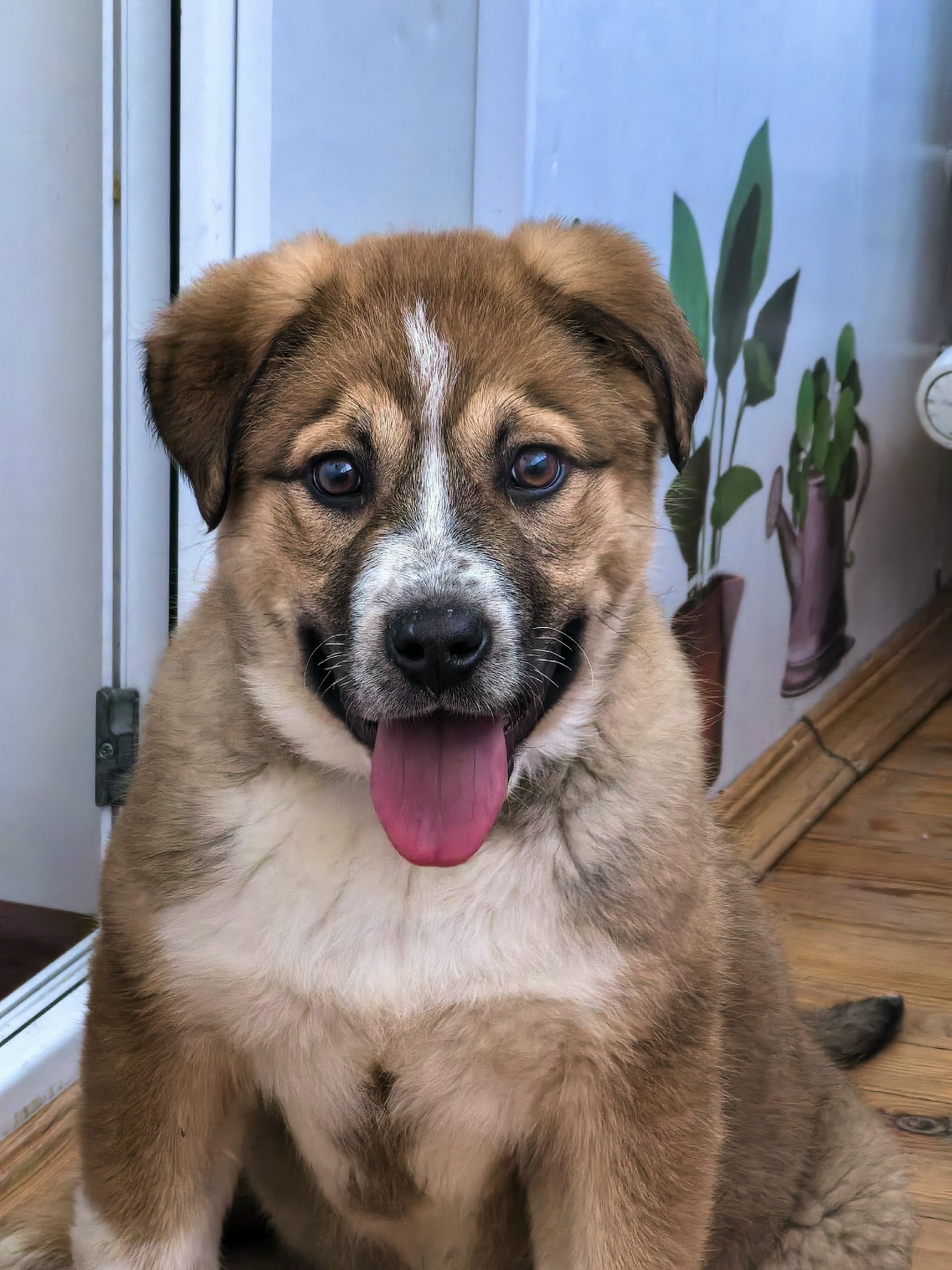 Найдена собака в Тюмени — фото объявления