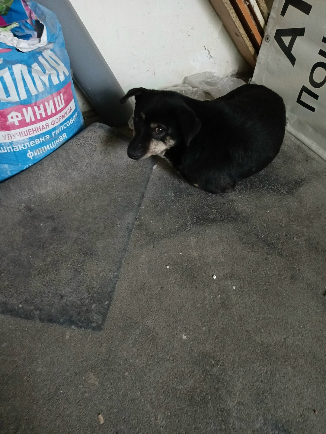 Найдена собака в Тюмени — фото объявления