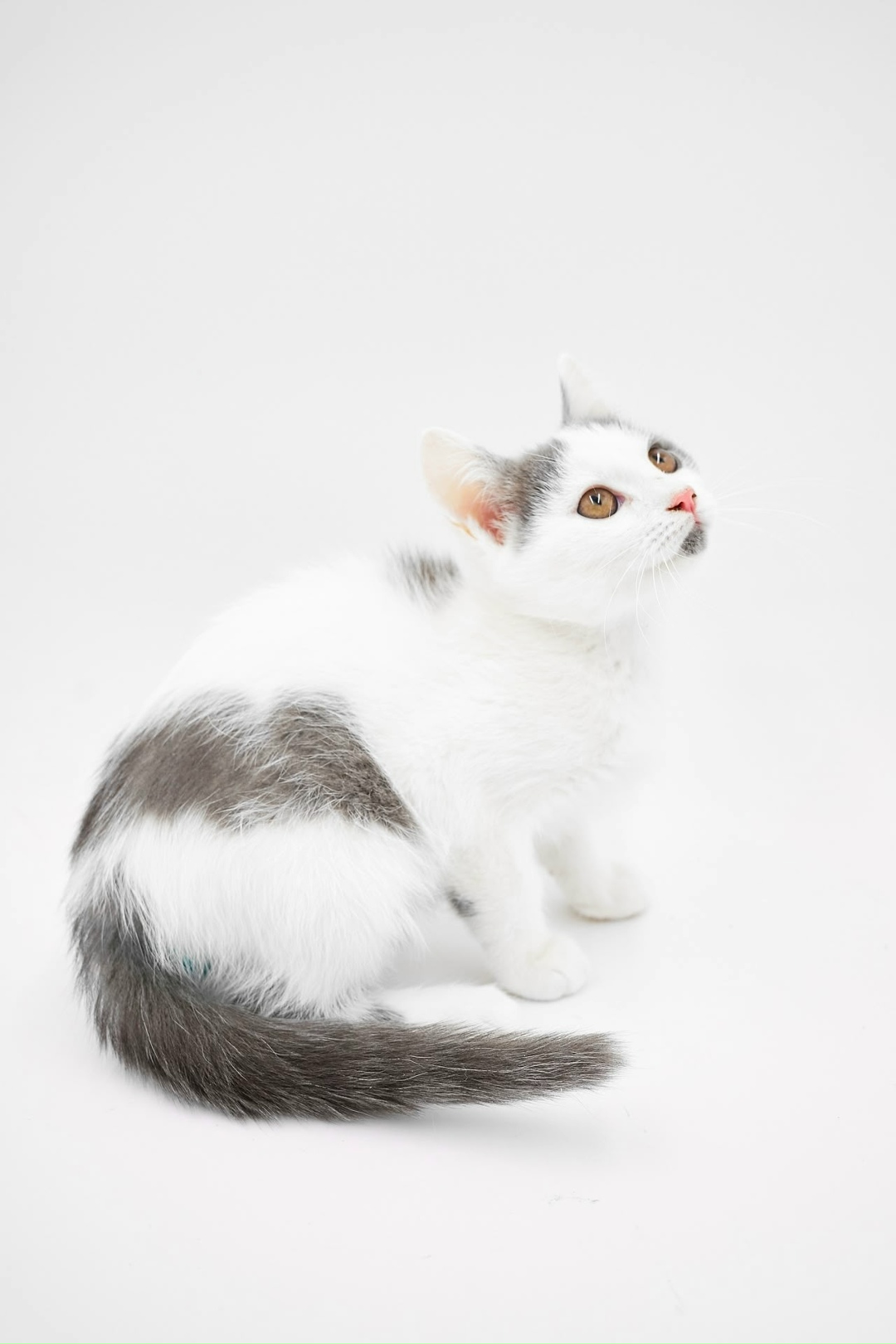 Найдена собака в Тюмени — фото объявления