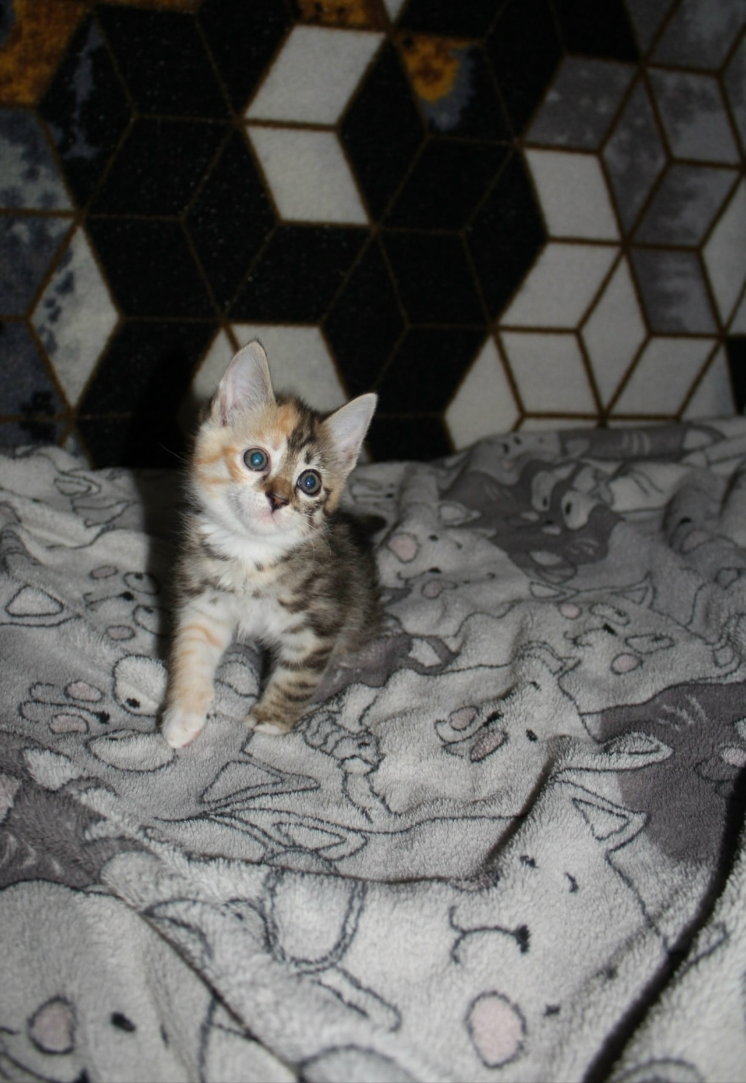 Найдена собака в Тюмени — фото объявления