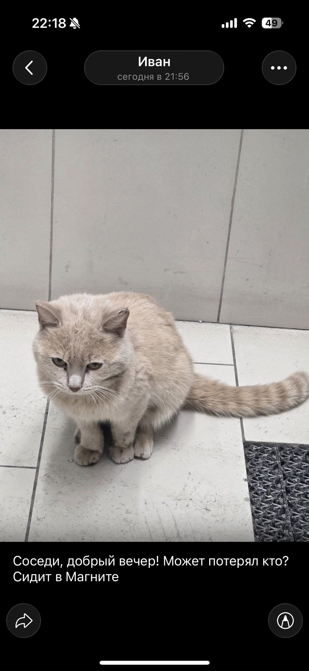 Найдена кошка в Тюмени — фото объявления