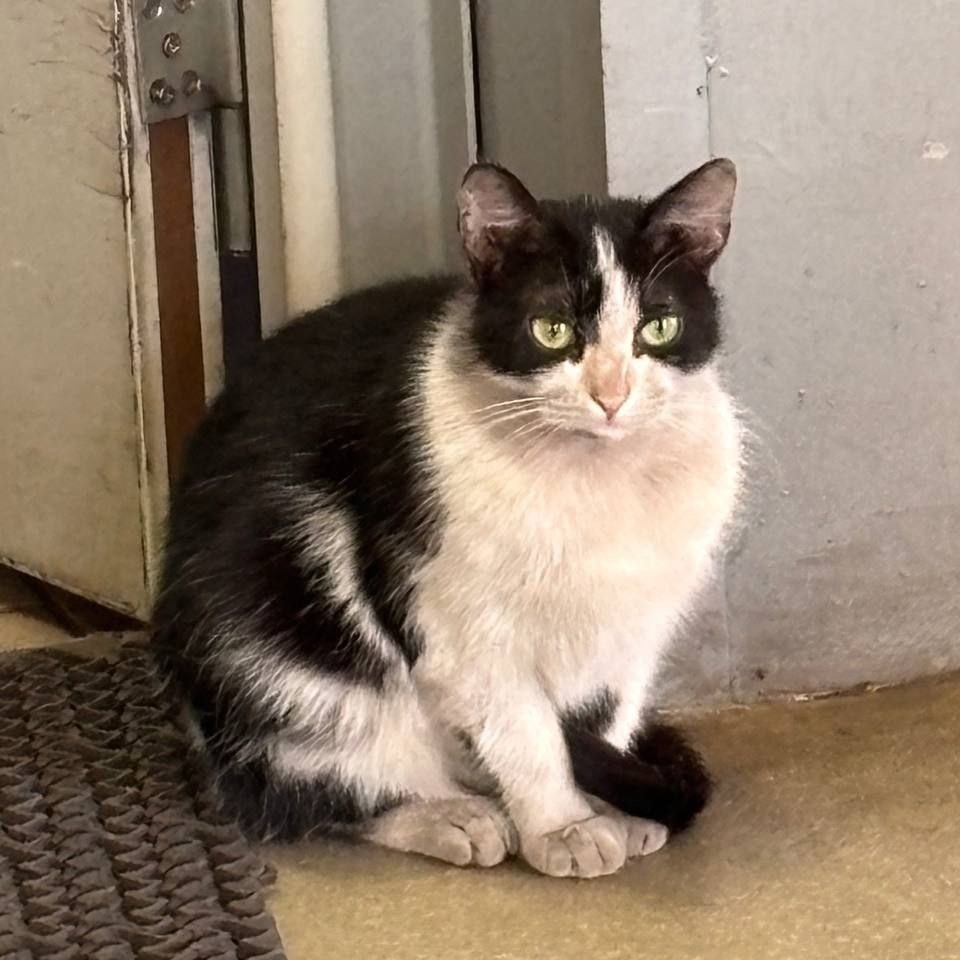 Найдена кошка в Тюмени — фото объявления