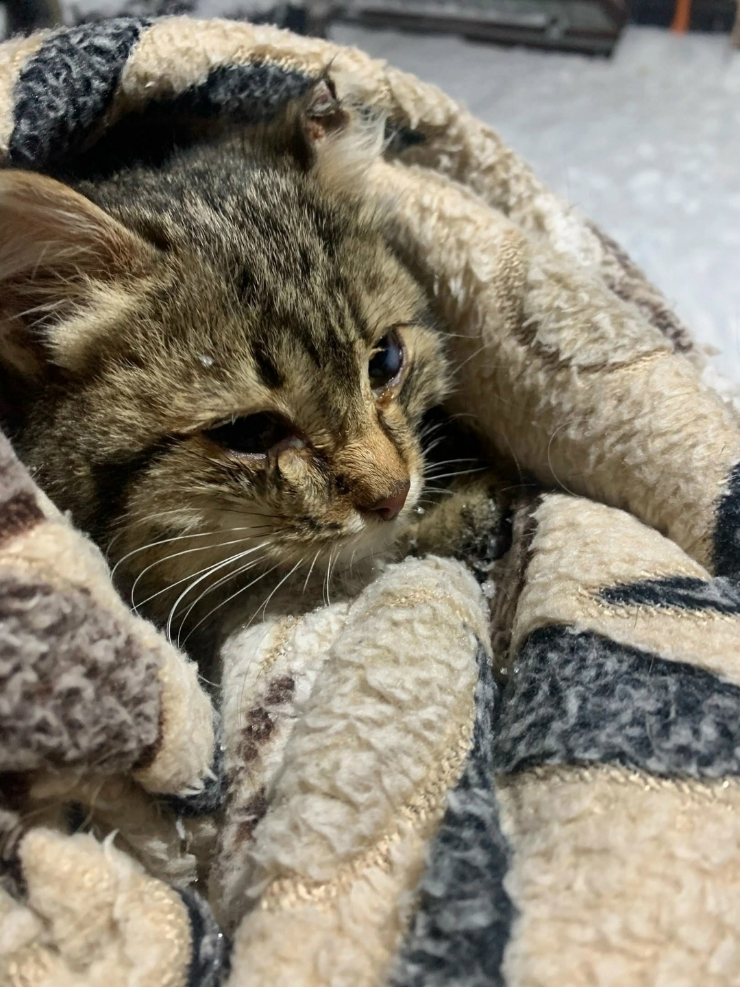 Найдена кошка в Тюмени — фото объявления