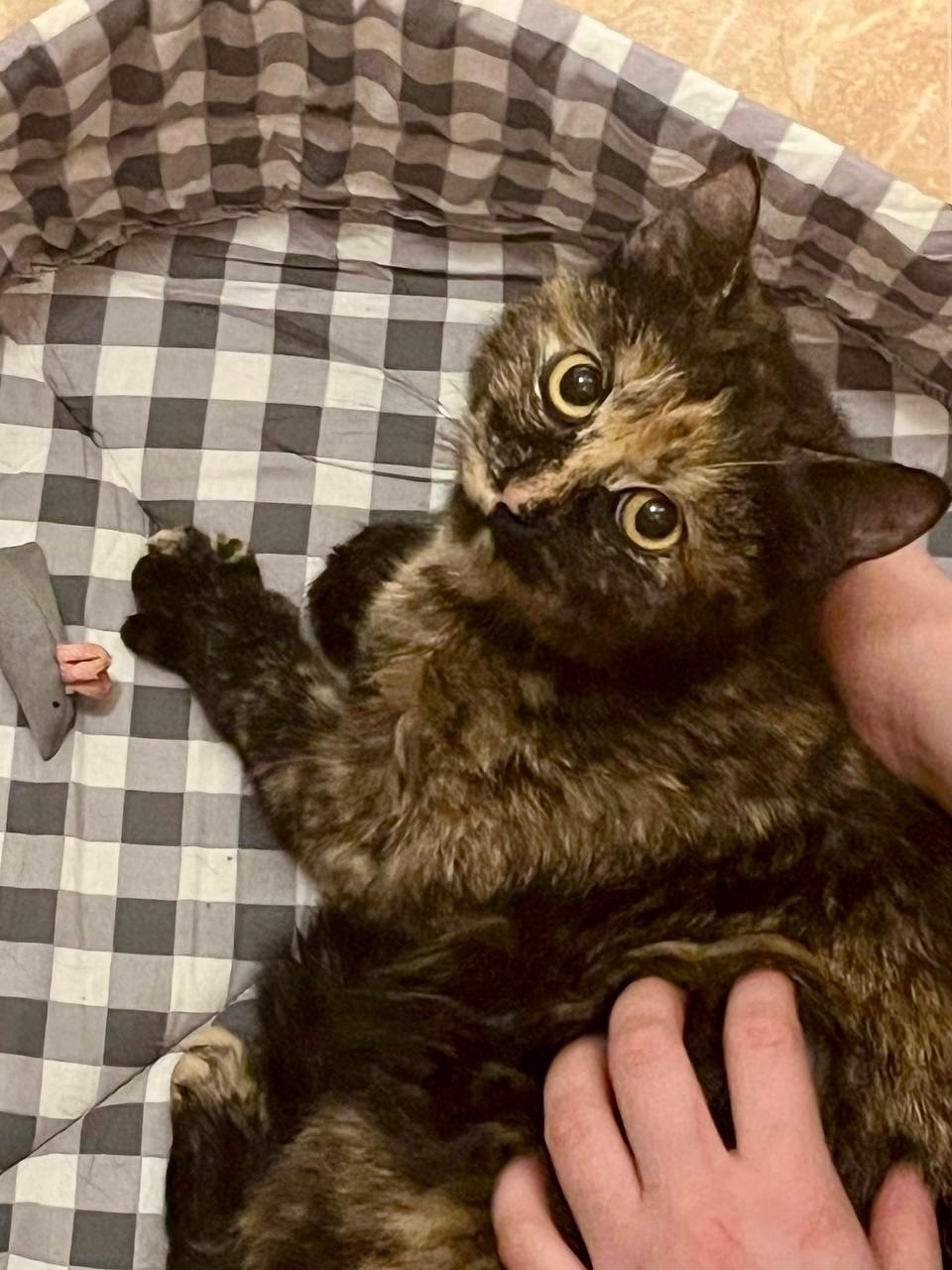 Найдена кошка в Тюмени — фото объявления