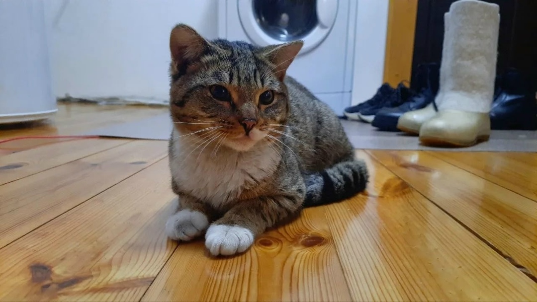 Найдена кошка в Тюмени — фото объявления