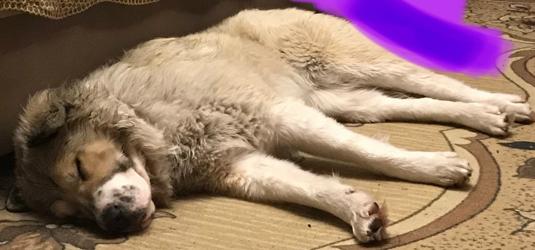 Найдена собака в Тюмени — фото объявления