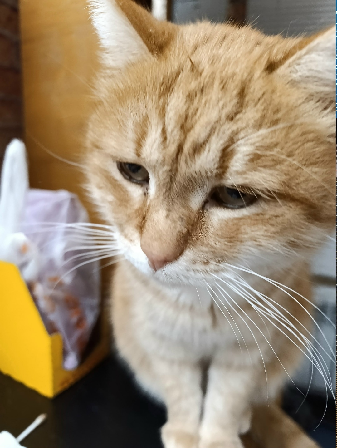 Найдена кошка в Тюмени — фото объявления