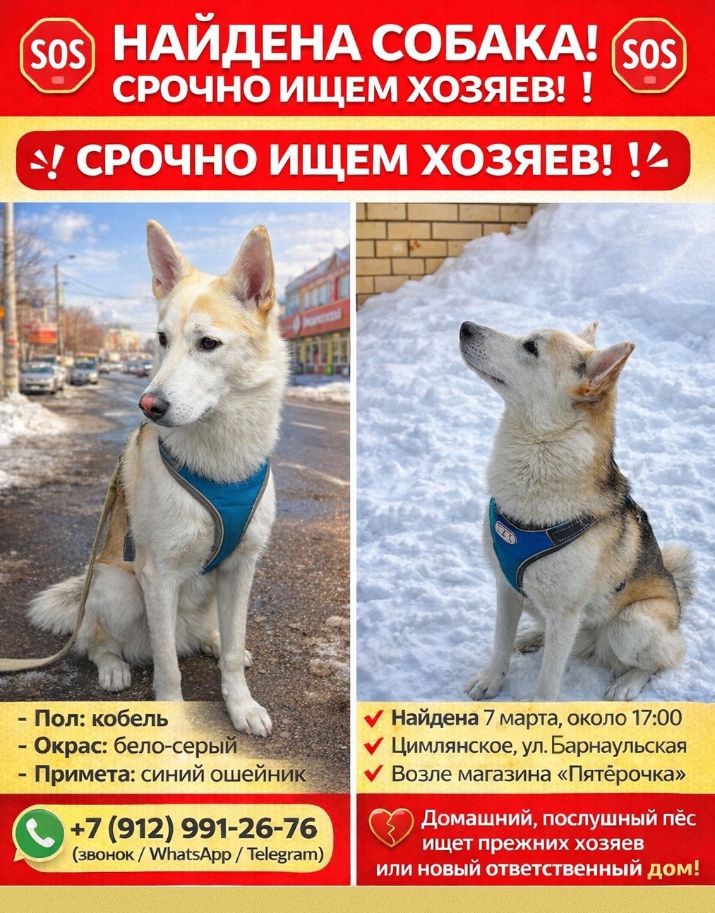 Найдена собака в Тюмени — фото объявления