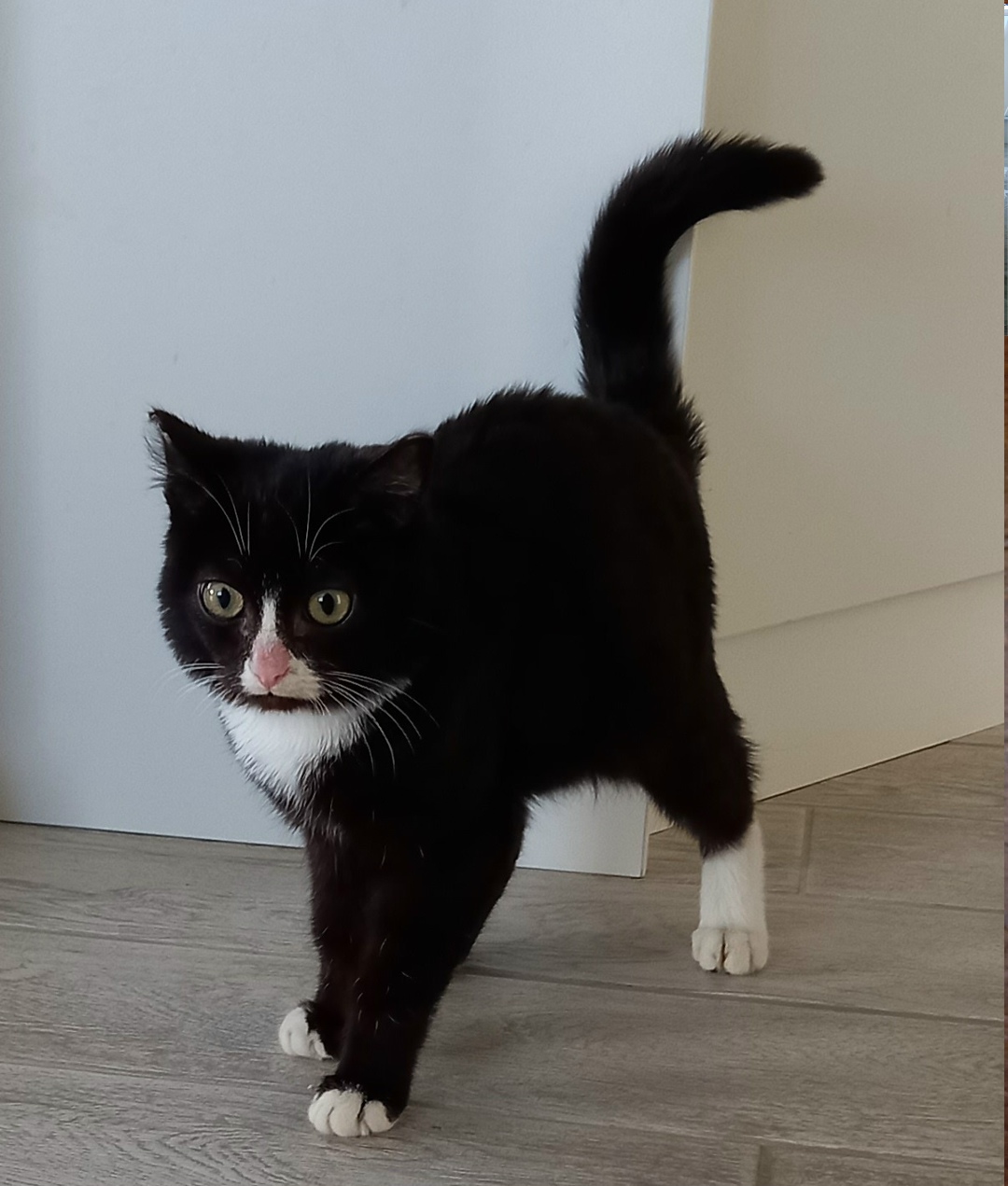 Найдена кошка в Тюмени — фото объявления