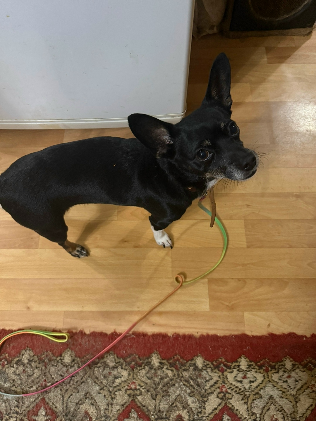 Найдена собака в Тюмени — фото объявления