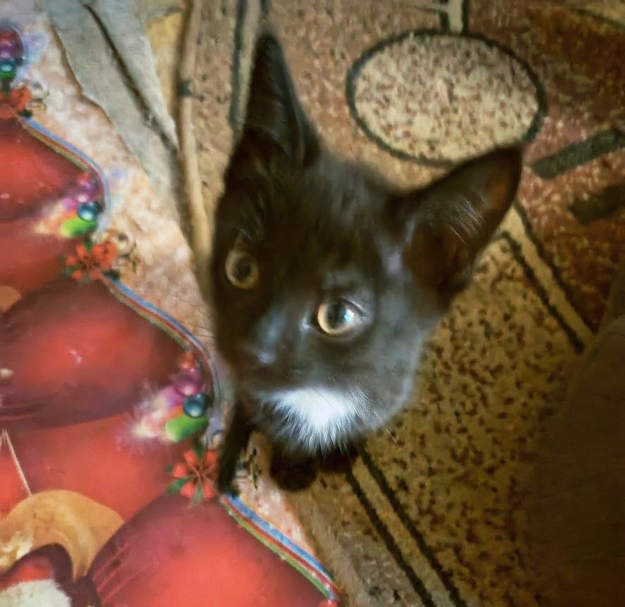 Найдена собака в Тюмени — фото объявления