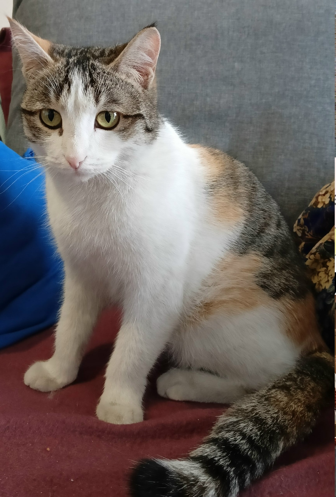 Найдена кошка в Тюмени — фото объявления