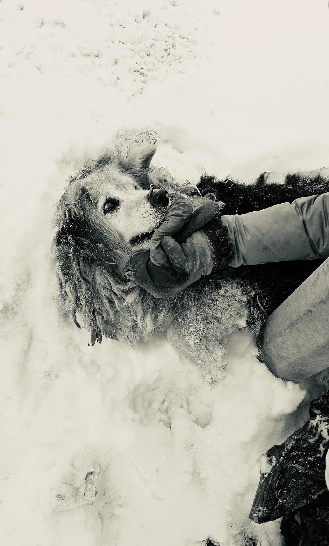 Найдена собака в Тюмени — фото объявления