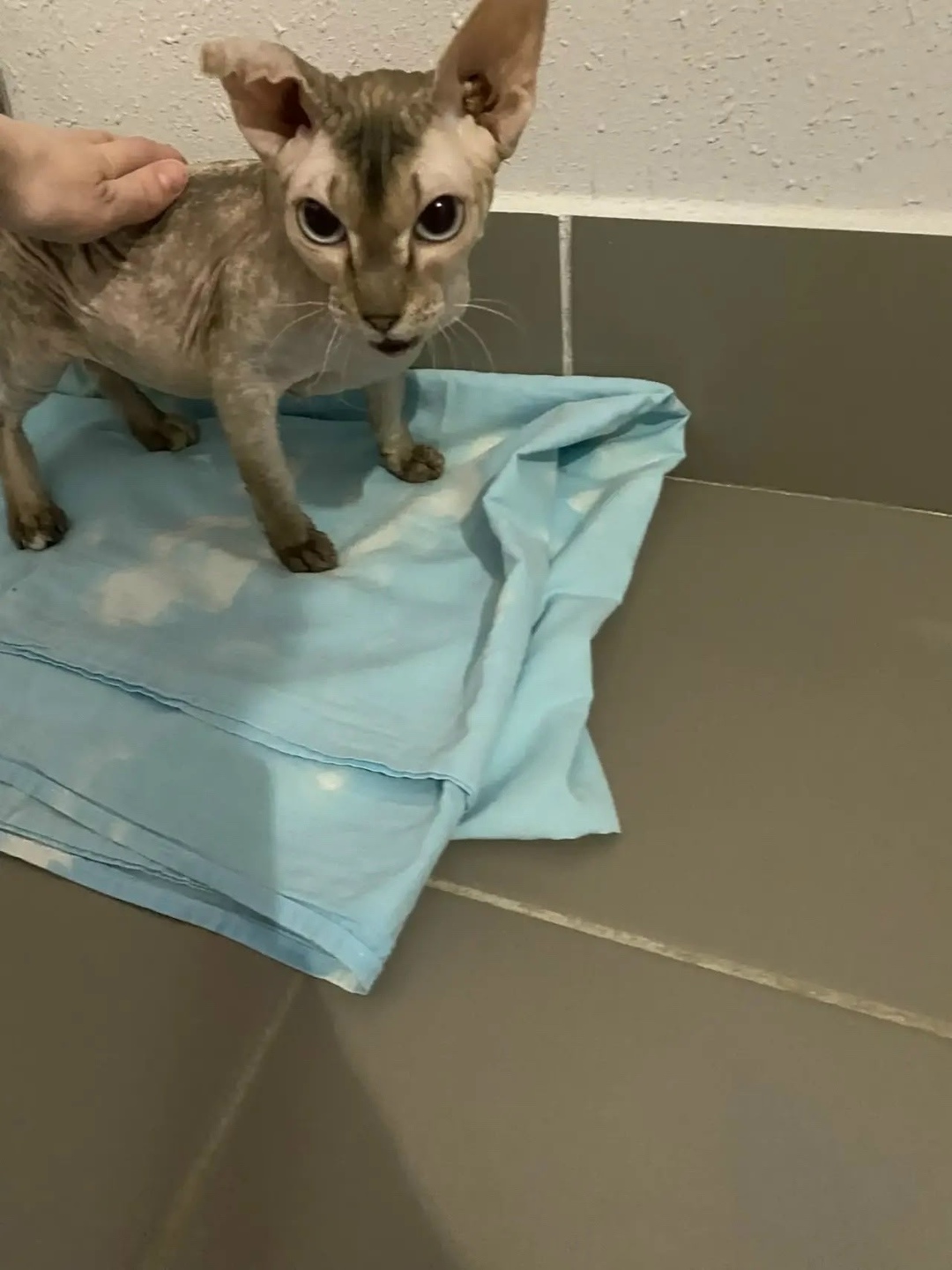 Найдена кошка в Тюмени — фото объявления