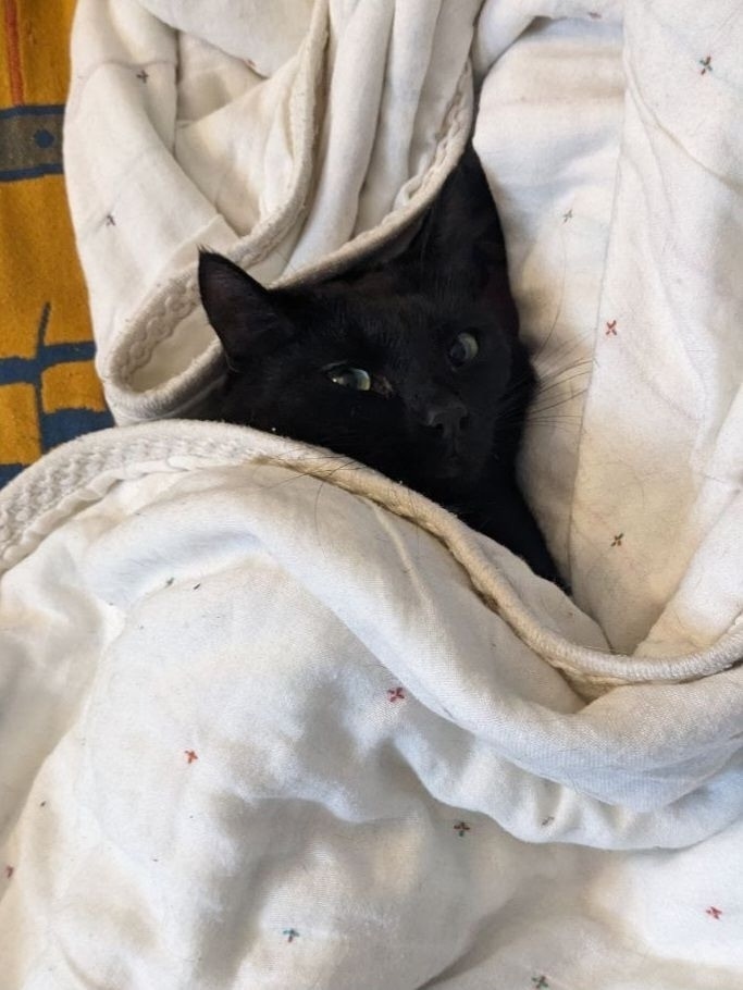 Найдена собака в Тюмени — фото объявления