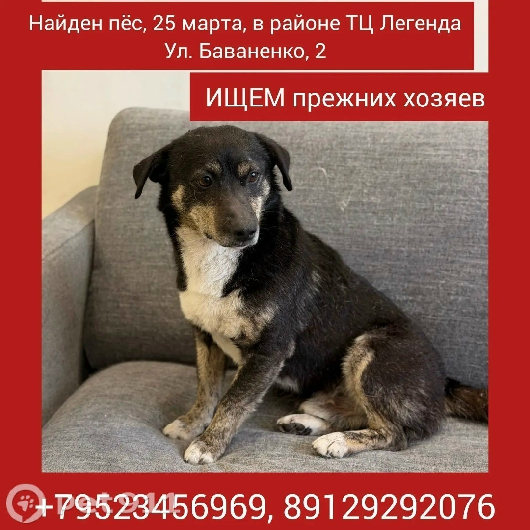 Найдена собака в Тюмени — фото объявления