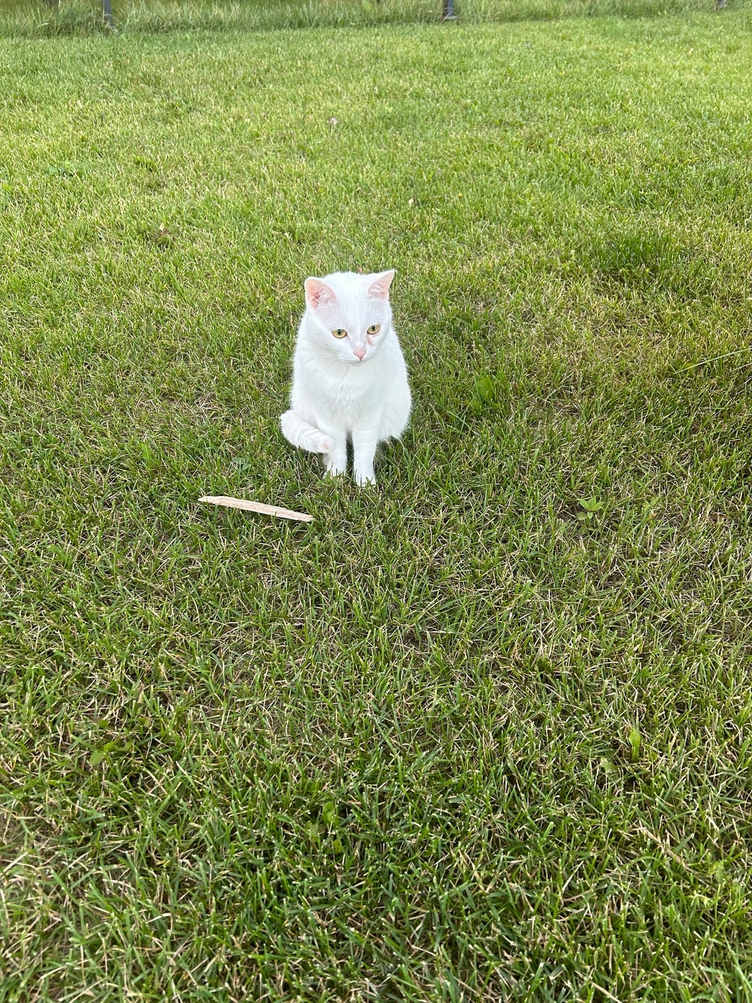 Найдена собака в Тюмени — фото объявления