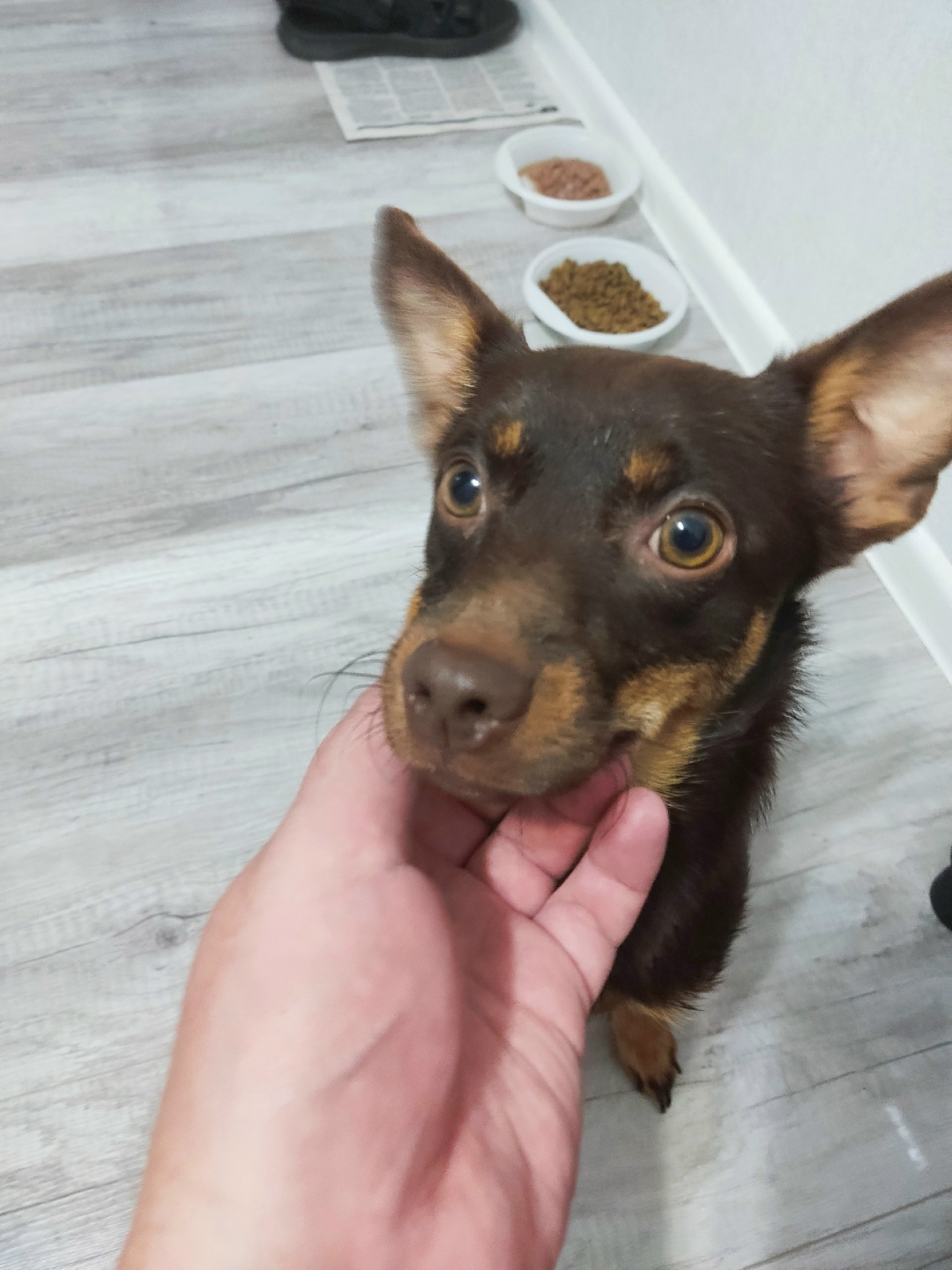 Найдена собака в Тюмени — фото объявления