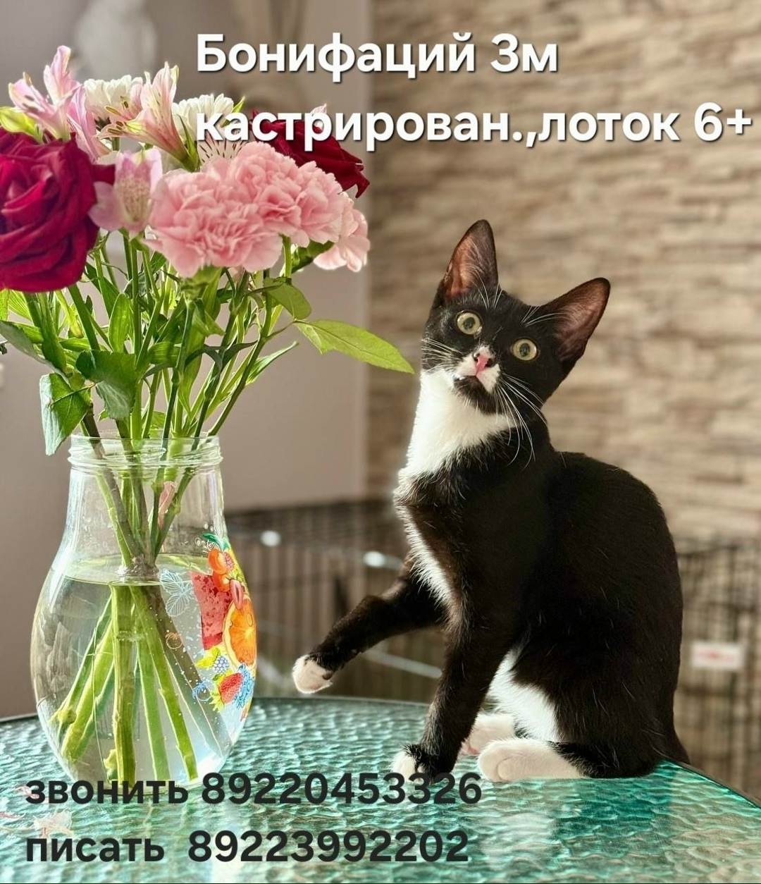 Найдена собака в Тюмени — фото объявления