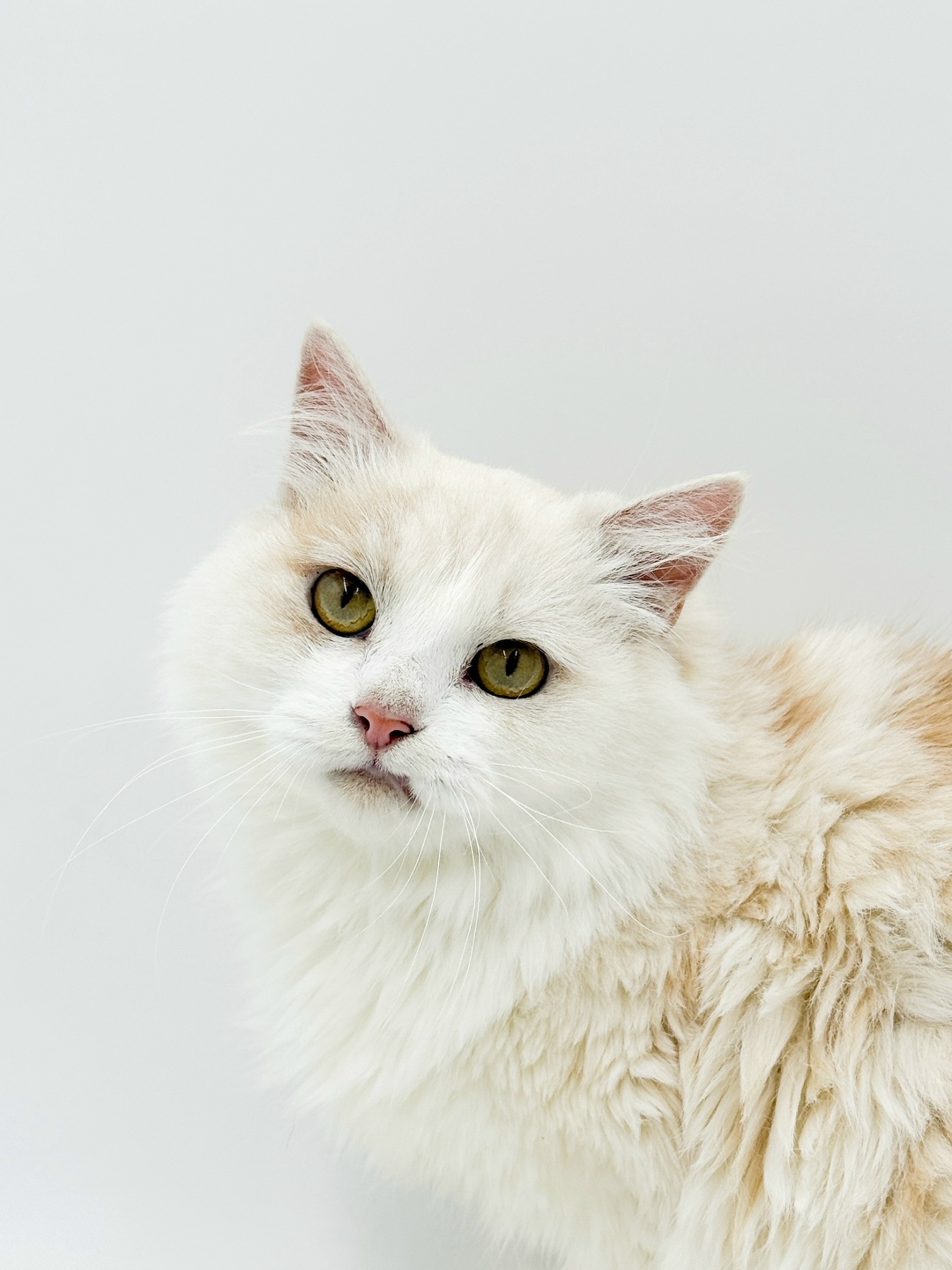 Найдена кошка в Тюмени — фото объявления