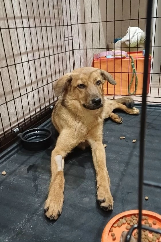 Найдена собака в Тюмени — фото объявления