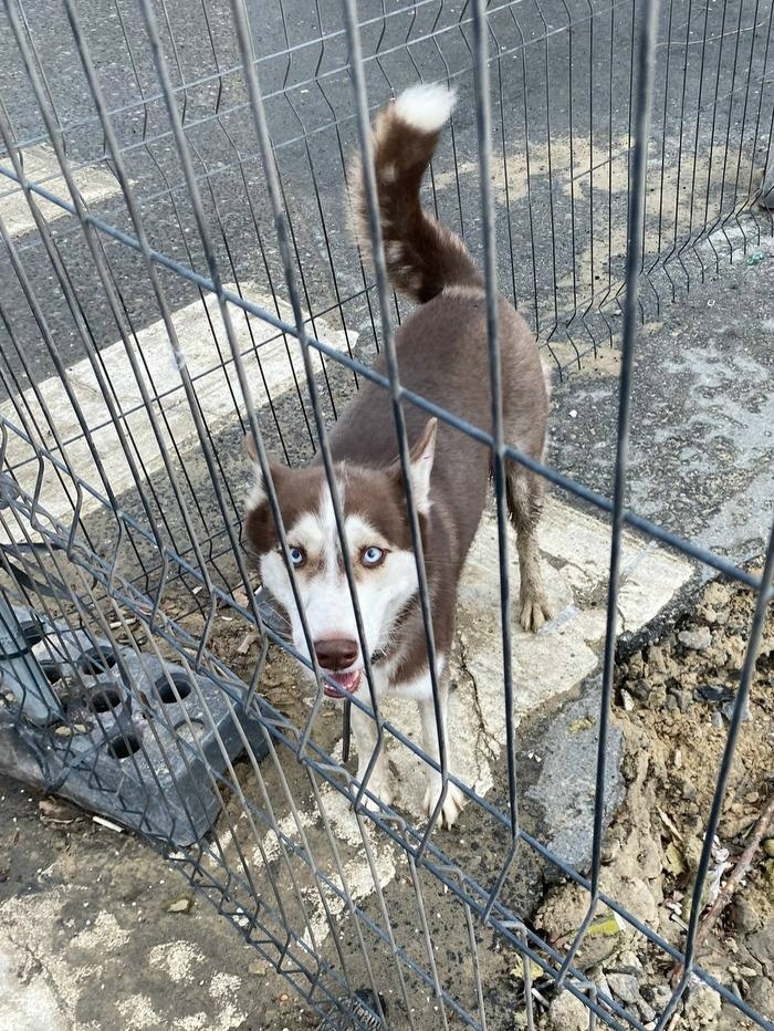 Пропала собака в Тюмени — фото объявления