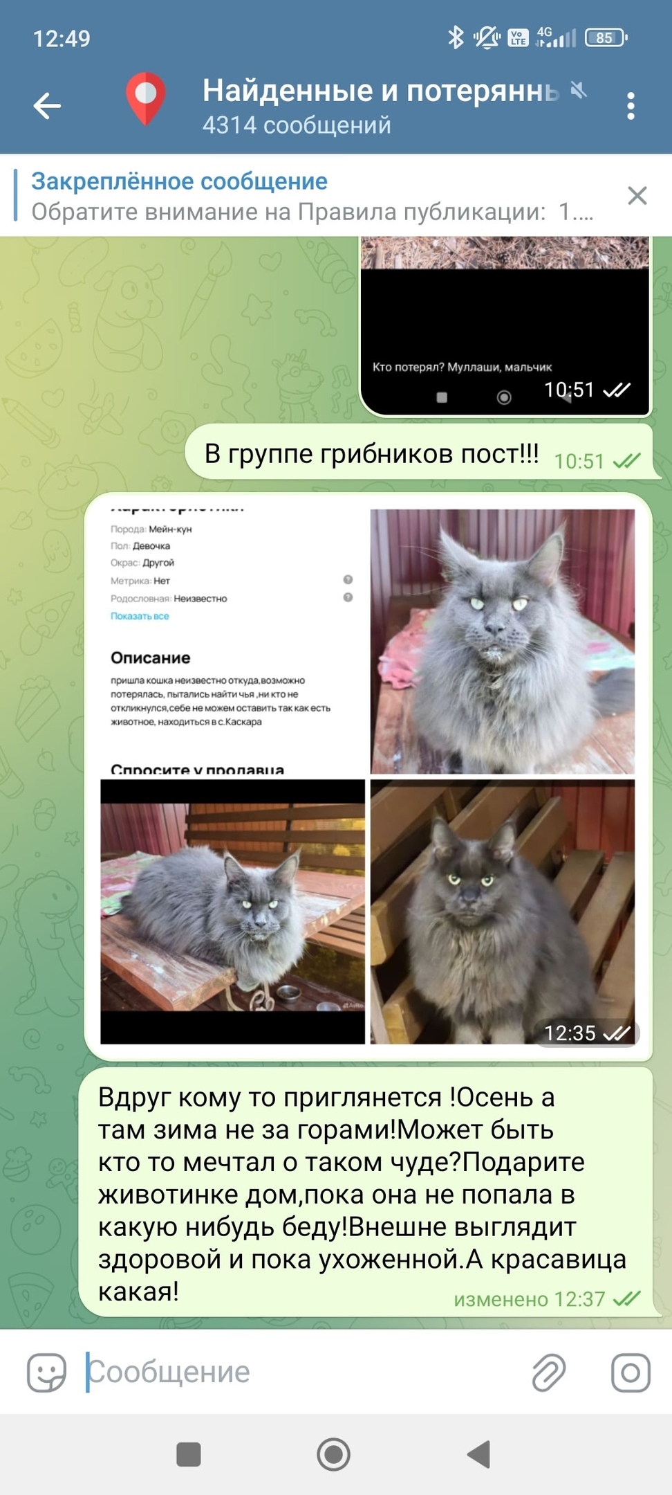 Найдена собака в Тюмени — фото объявления