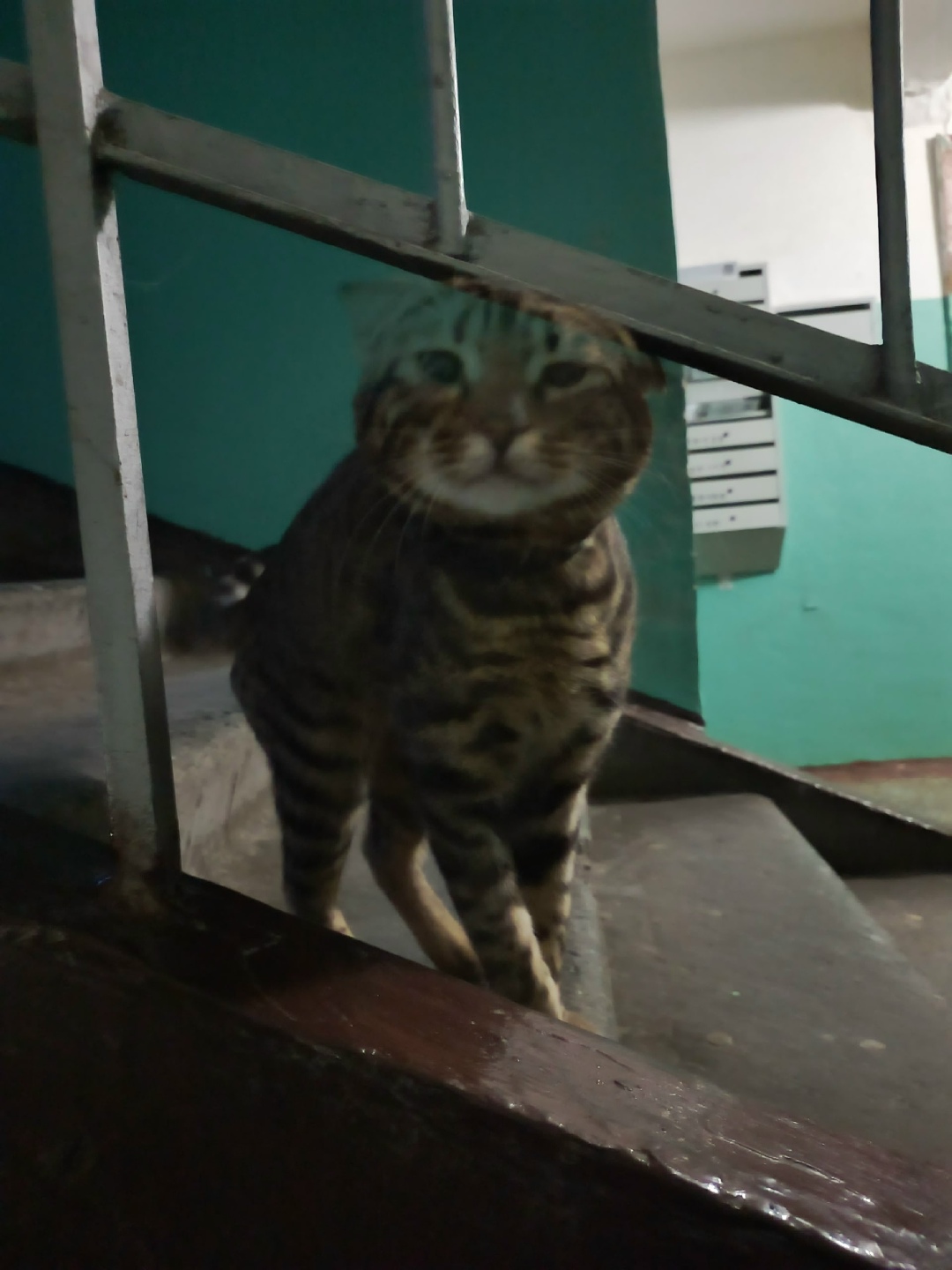 Найдена кошка в Тюмени — фото объявления