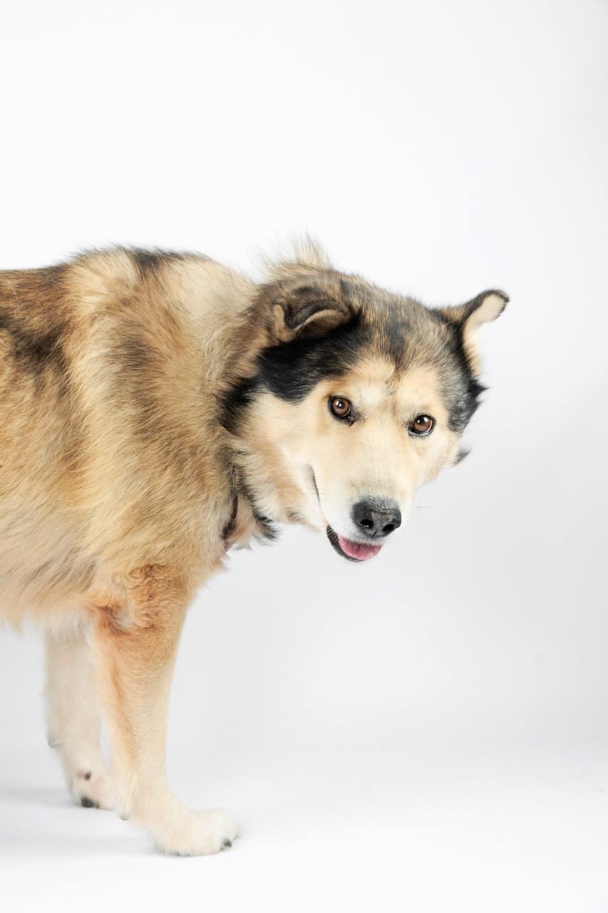 Найдена собака в Тюмени — фото объявления