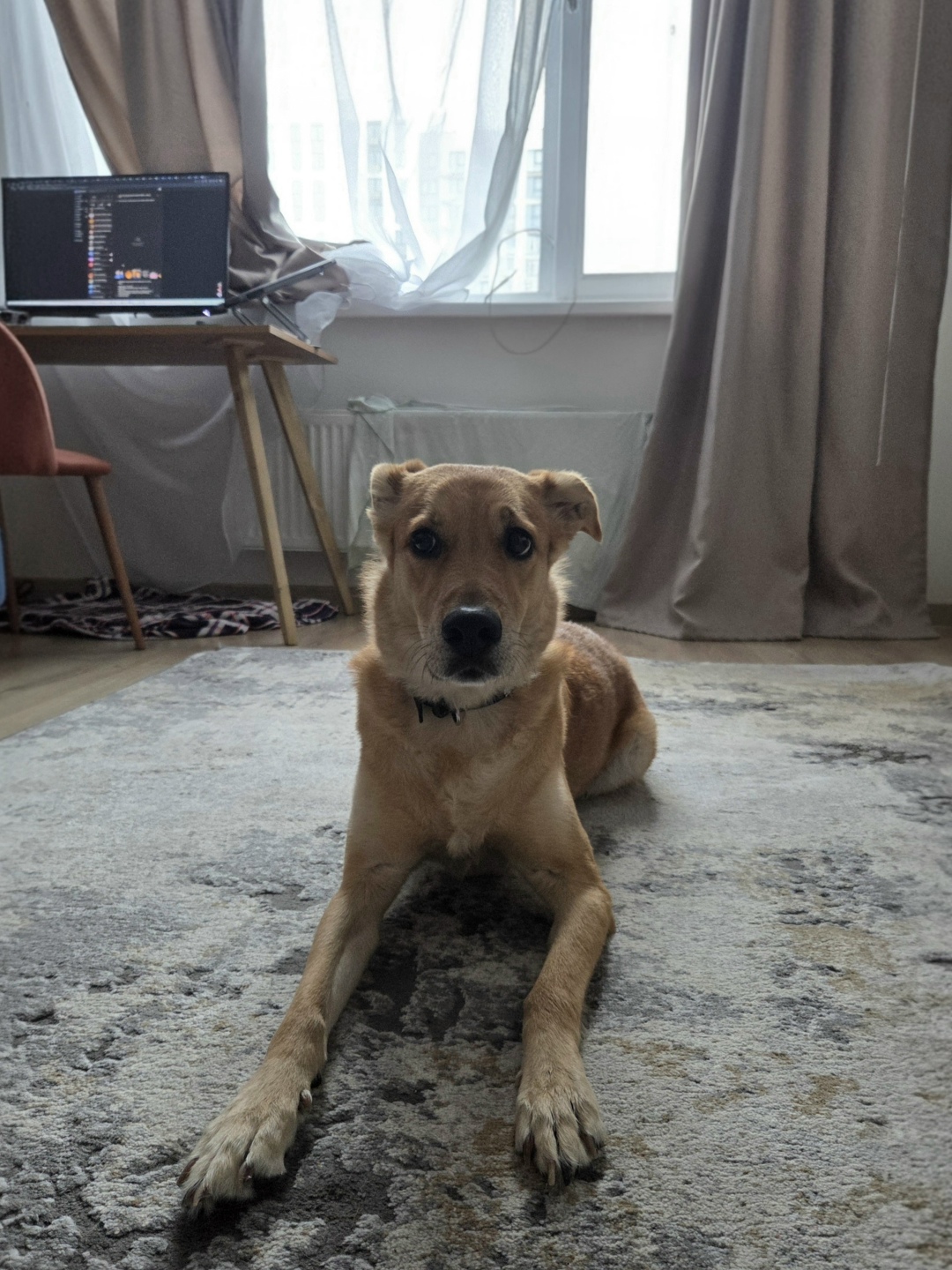 Найдена собака в Тюмени — фото объявления