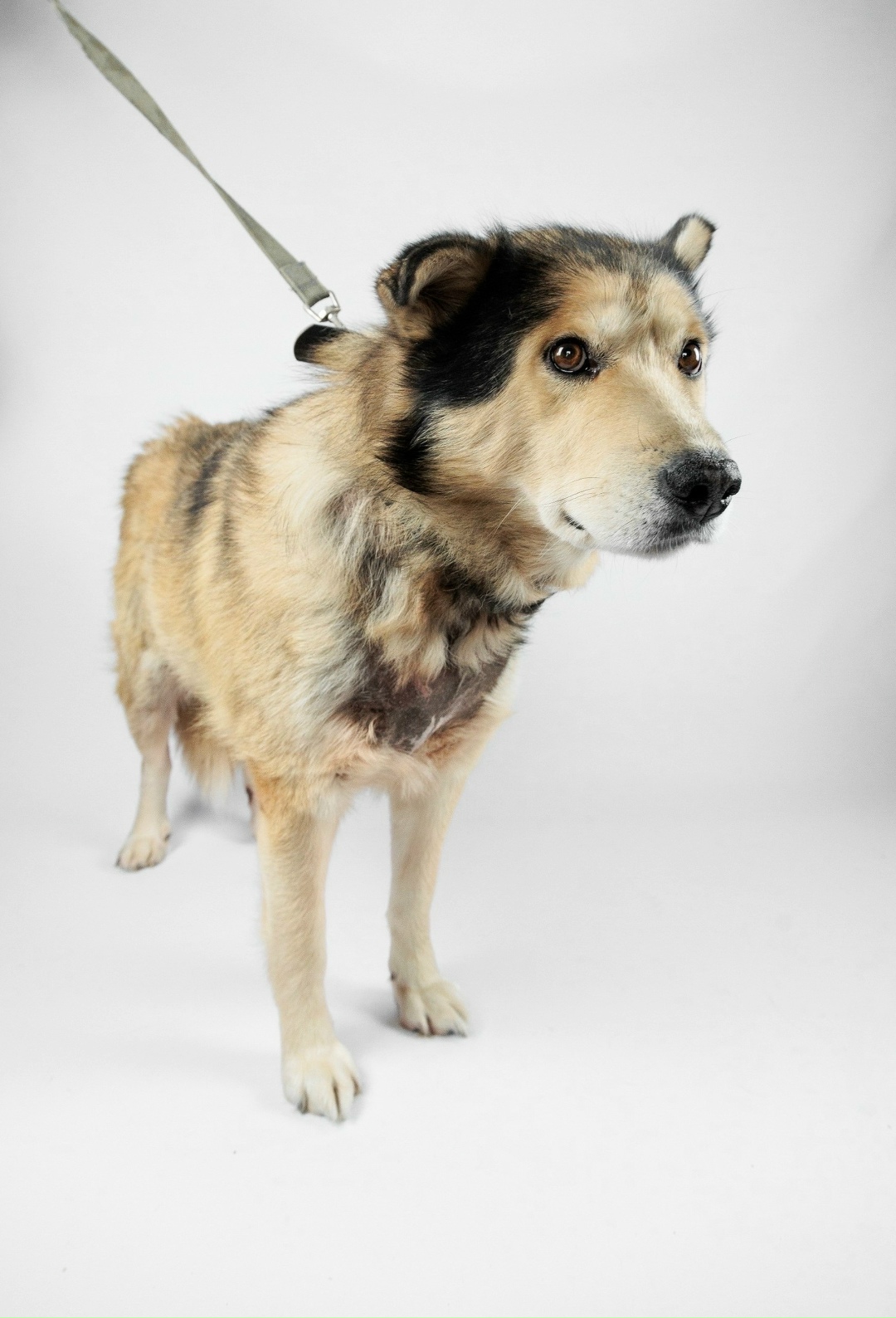 Найдена собака в Тюмени — фото объявления