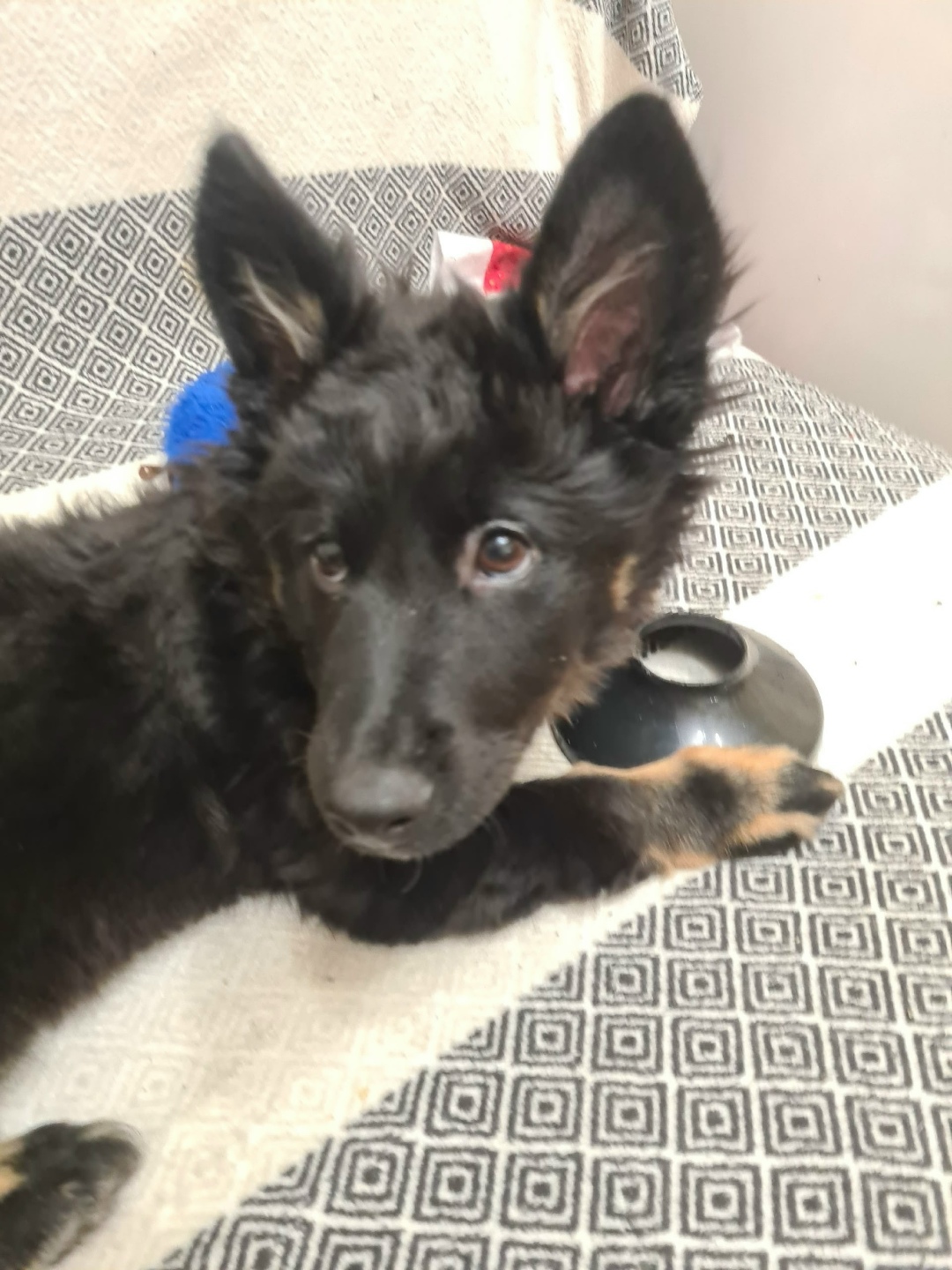 Пропала собака в Тюмени — фото объявления