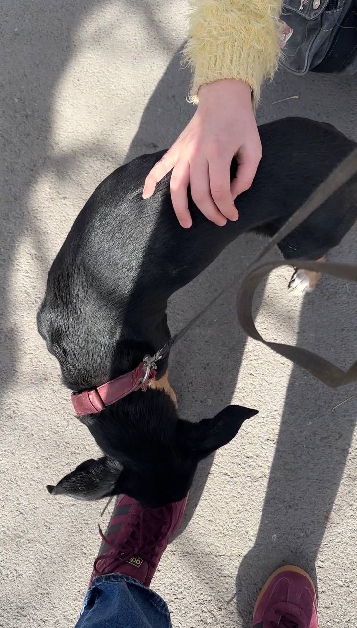 Найдена собака в Тюмени — фото объявления