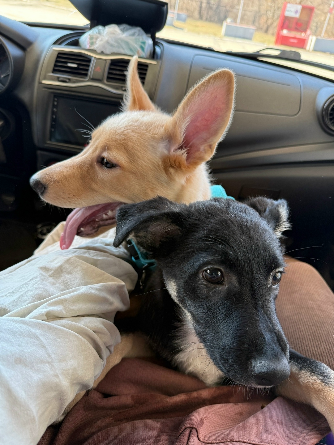 Найдена собака в Тюмени — фото объявления