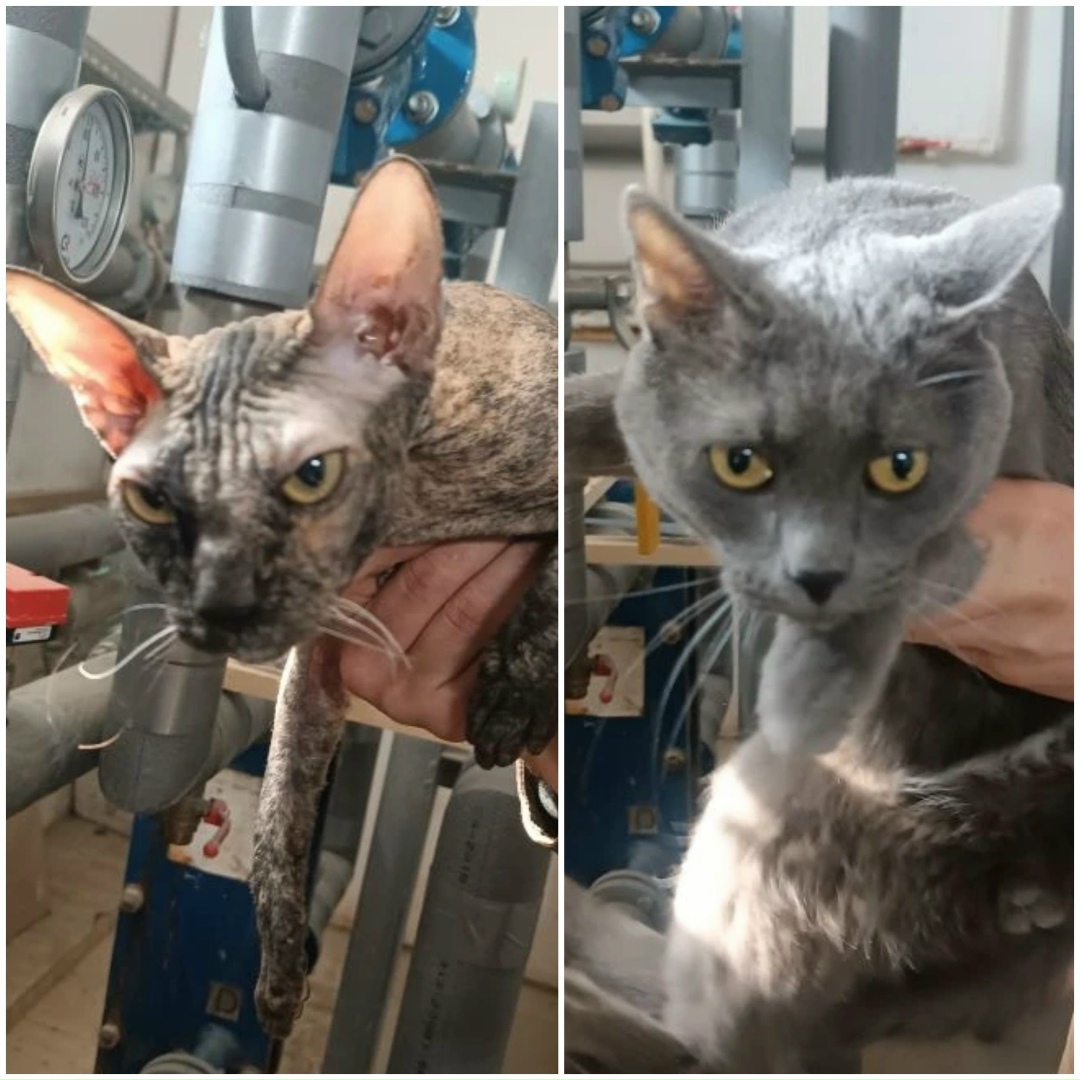 Найдена собака в Тюмени — фото объявления