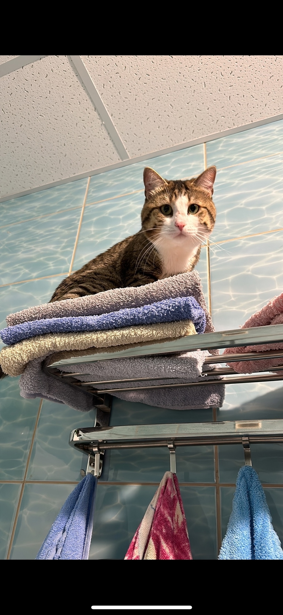 Найдена собака в Тюмени — фото объявления