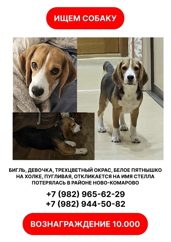 Пропала собака в Тюмени — фото объявления
