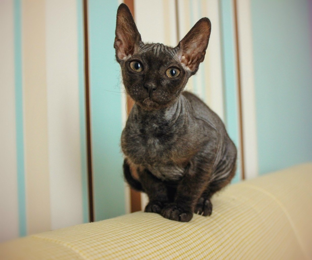 Найдена собака в Тюмени — фото объявления