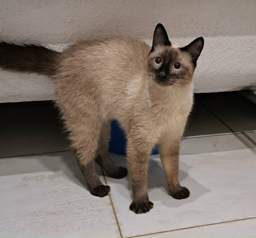 Найдена собака в Тюмени — фото объявления