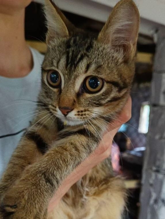 Найдена собака в Тюмени — фото объявления