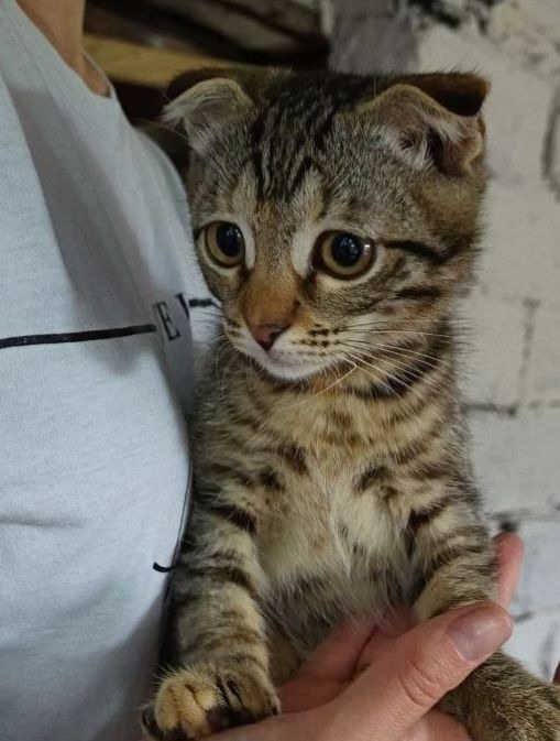 Найдена собака в Тюмени — фото объявления