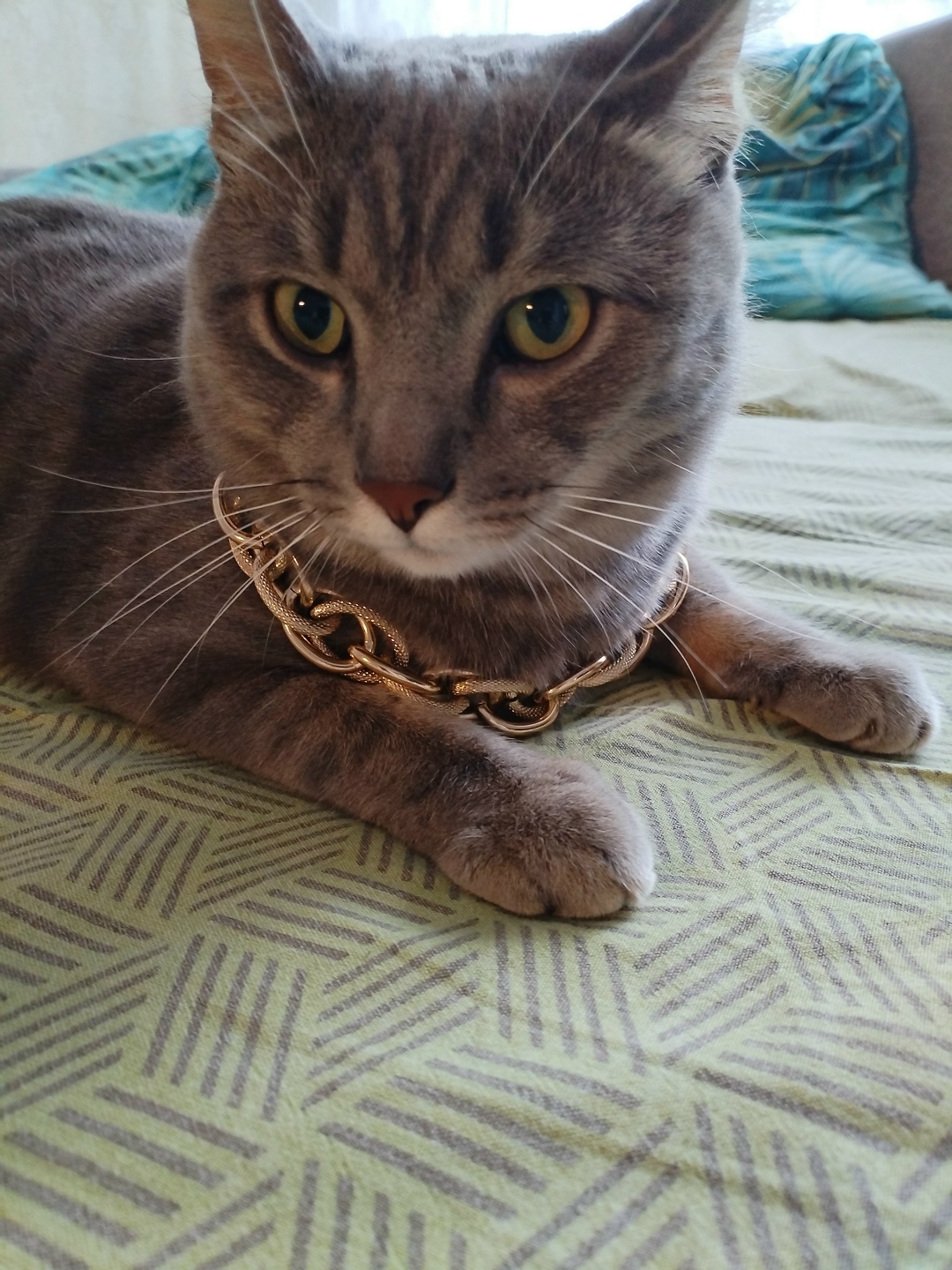 Найдена собака в Тюмени — фото объявления