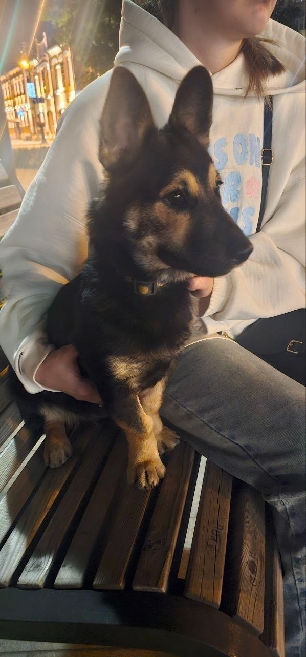 Найдена собака в Тюмени — фото объявления