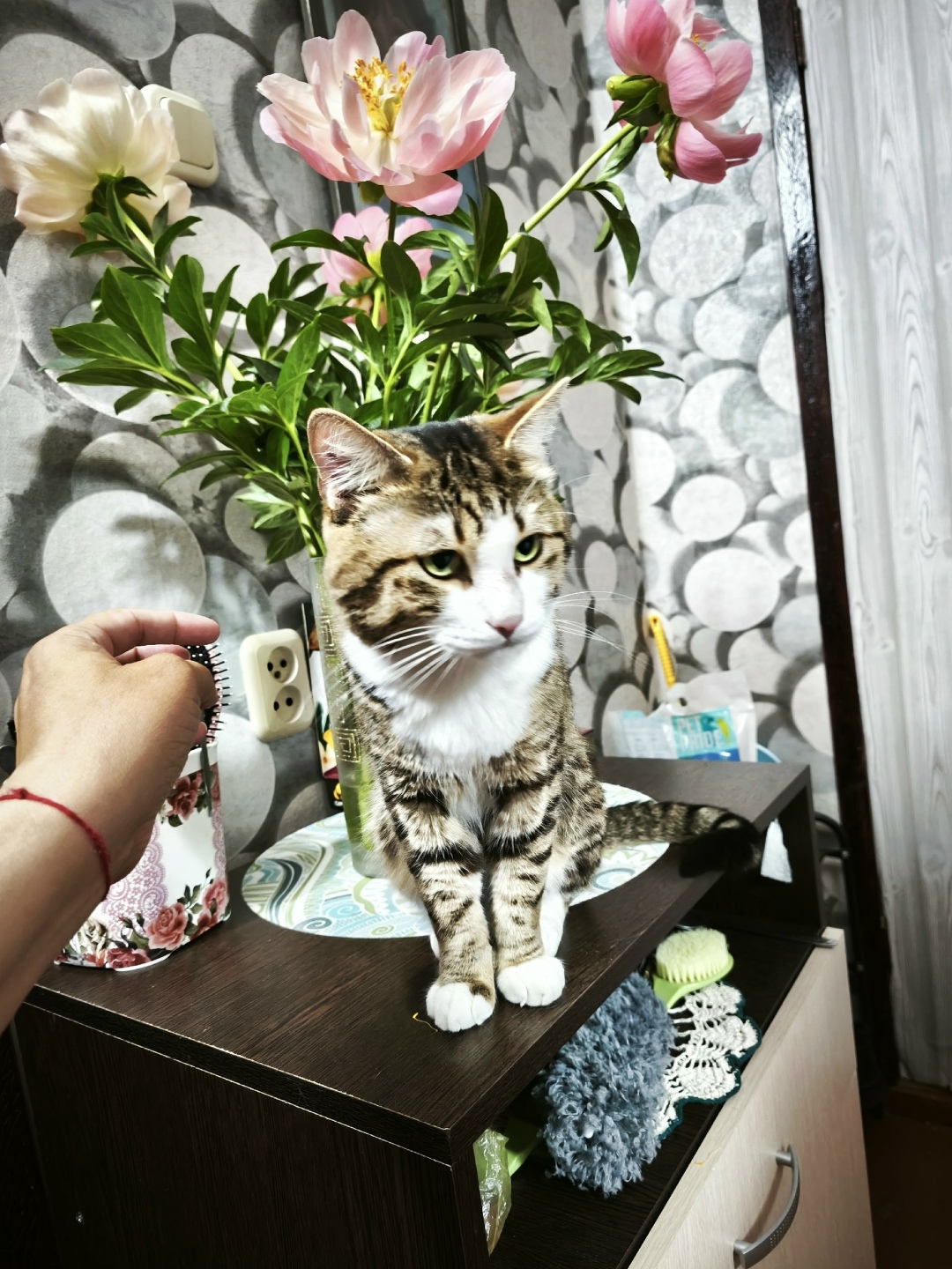 Найдена собака в Тюмени — фото объявления