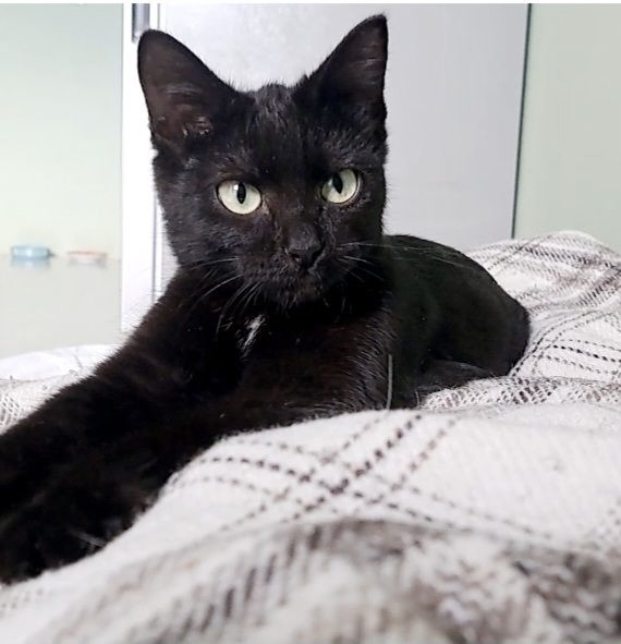 Найдена собака в Тюмени — фото объявления