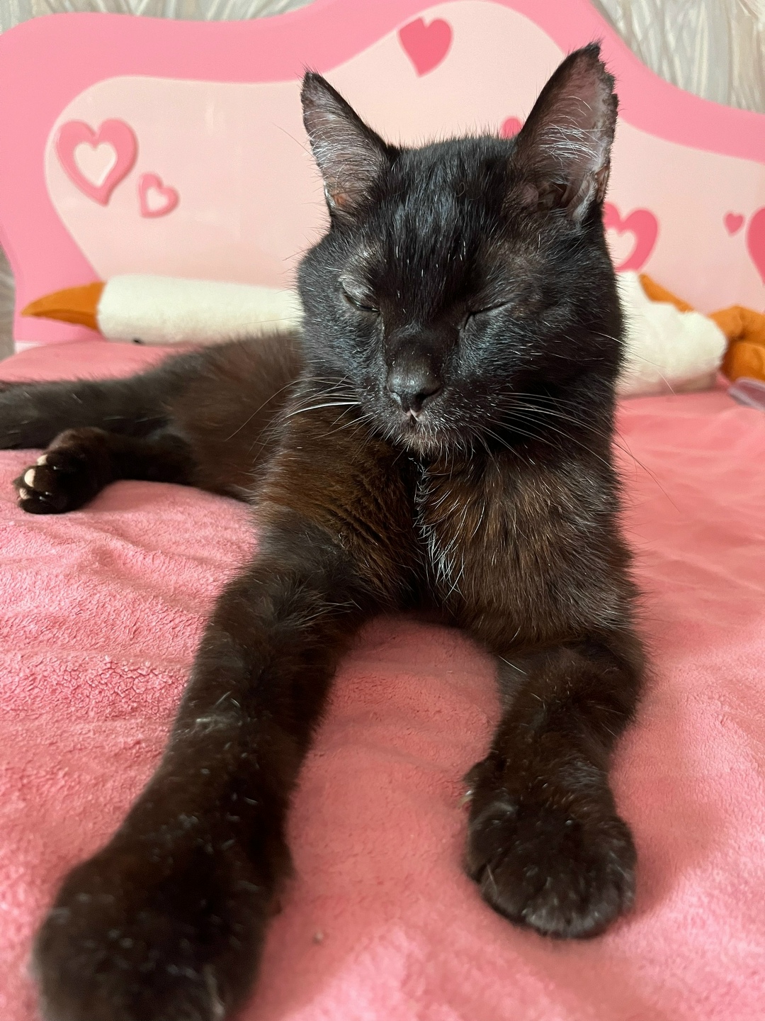 Найдена кошка в Тюмени — фото объявления