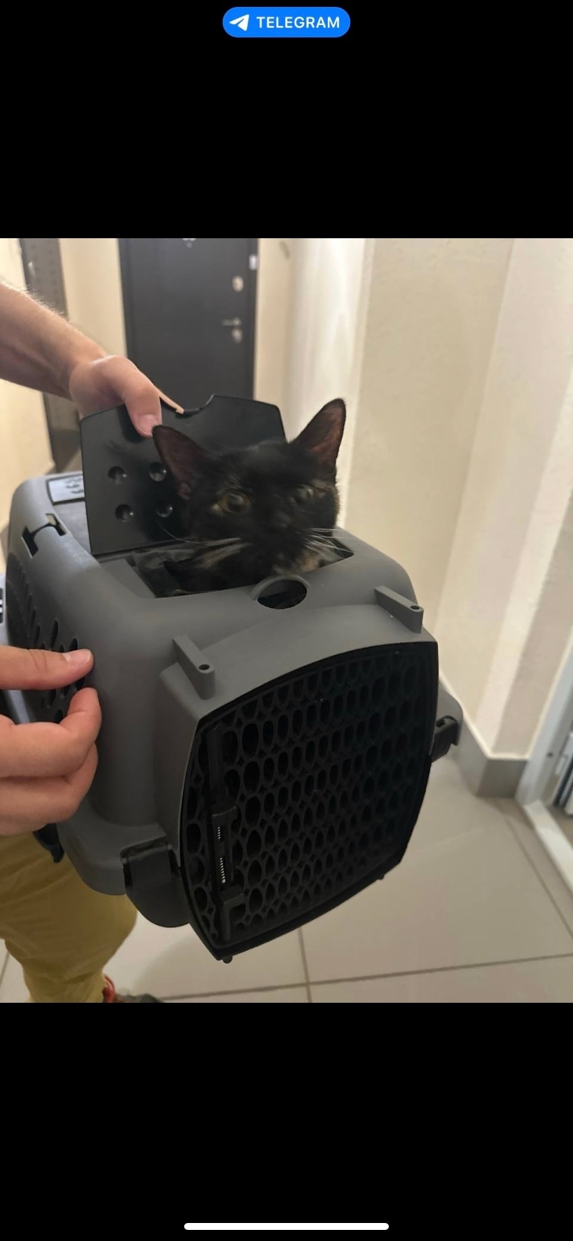 Найдена собака в Тюмени — фото объявления