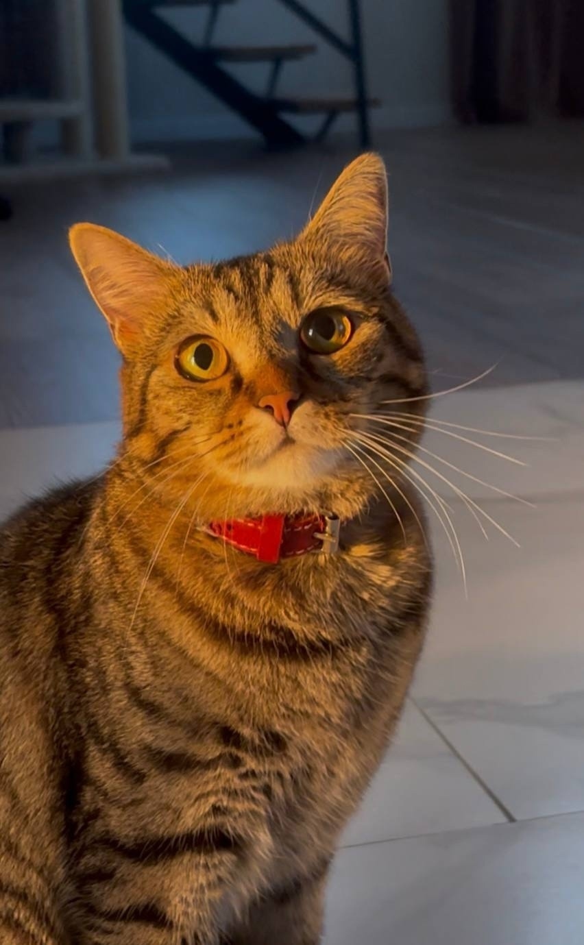 Найдена собака в Тюмени — фото объявления