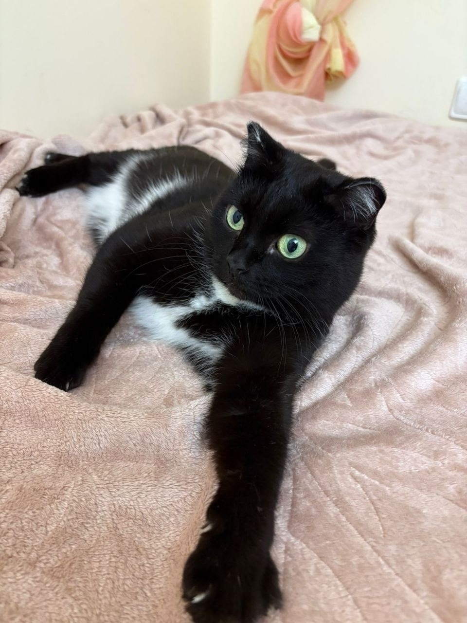 Найдена собака в Тюмени — фото объявления